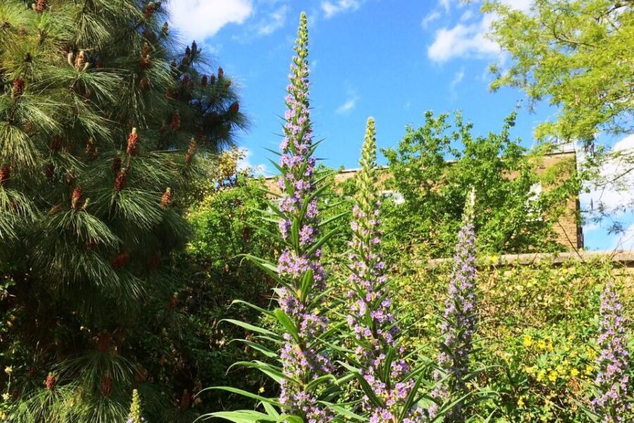 Secret Gardens of London Private Tour - Price and value: what you’re really paying for