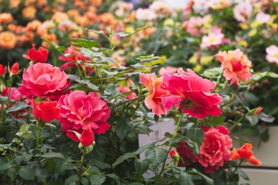 Secret Gardens of London Private Tour - Who should book this Secret Gardens day, and who should skip it
