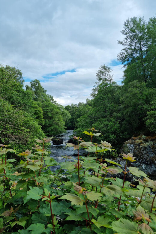 Shore excursion from Invergordon - Castles, Scenery & Whisky - Who this tour suits best