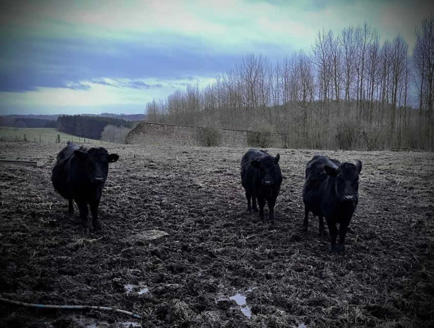 Shropshire: Meet the Mini Moos Cow Cuddling Experience - Key highlights you’ll notice right away