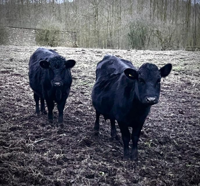 Shropshire: Meet the Mini Moos Cow Cuddling Experience - Where you go in Shropshire: Frankly Alpacas to the viewing area