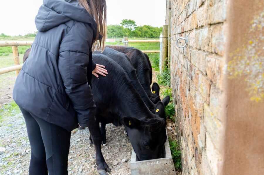 Shropshire: Meet the Mini Moos Cow Cuddling Experience - Dexter cows, calm temperaments, and what you can actually do
