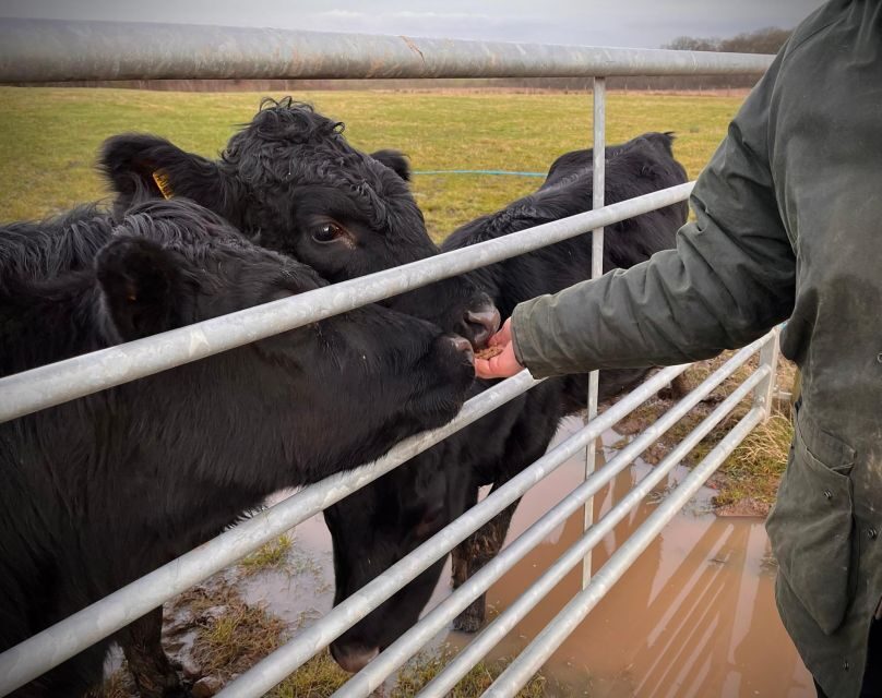 Shropshire: Meet the Mini Moos Cow Cuddling Experience - Pricing and value: is $26 worth it for a one-hour visit?