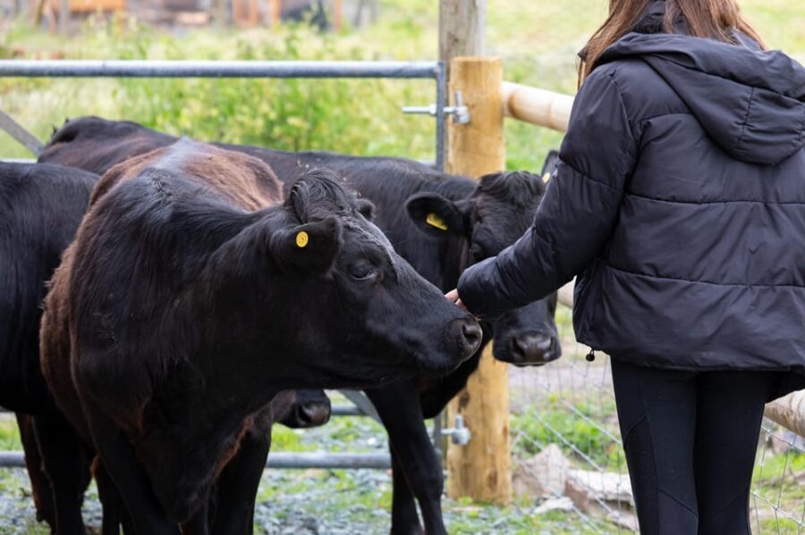 Shropshire: Meet the Mini Moos Cow Cuddling Experience - The 1-hour flow: safety briefing first, then hands-on time