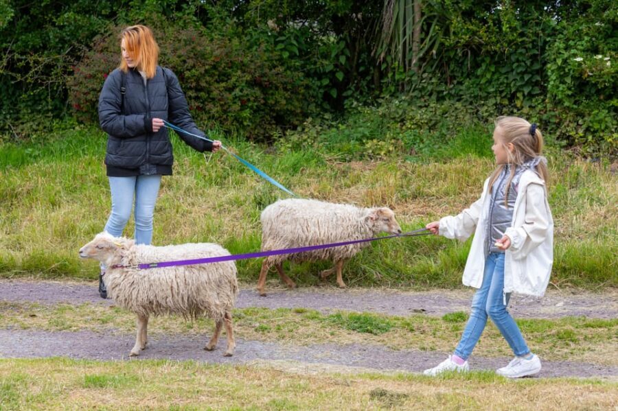 Shropshire: Sheep Trek with the Smallest Sheep in the World - Key Things You’ll Notice on This Sheep Trek
