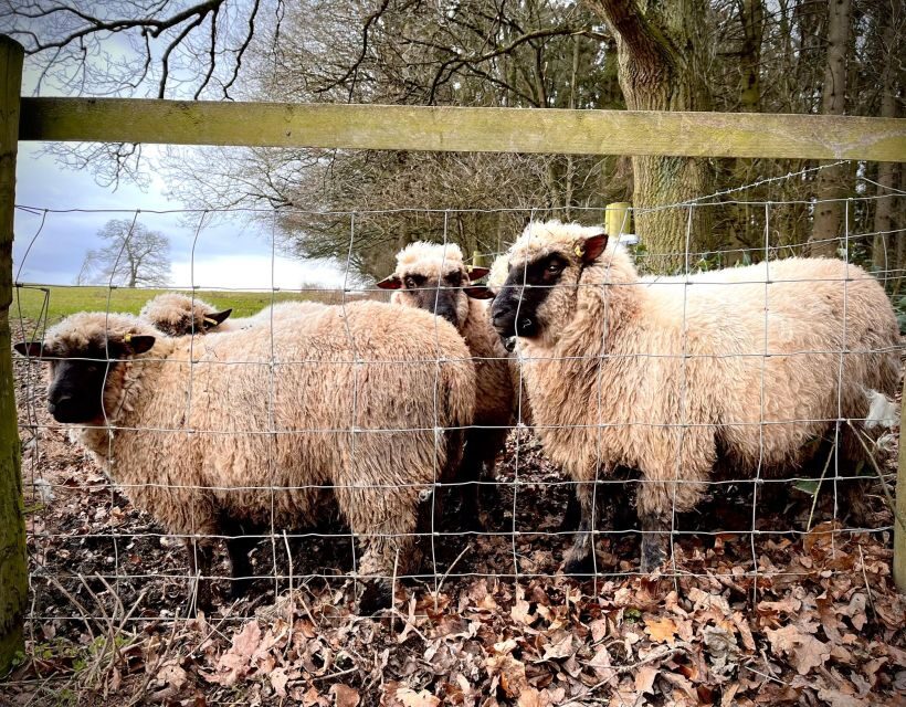 Shropshire: Sheep Trek with the Smallest Sheep in the World - The Holding Pen Moment: Meeting the Smallest Sheep in the World
