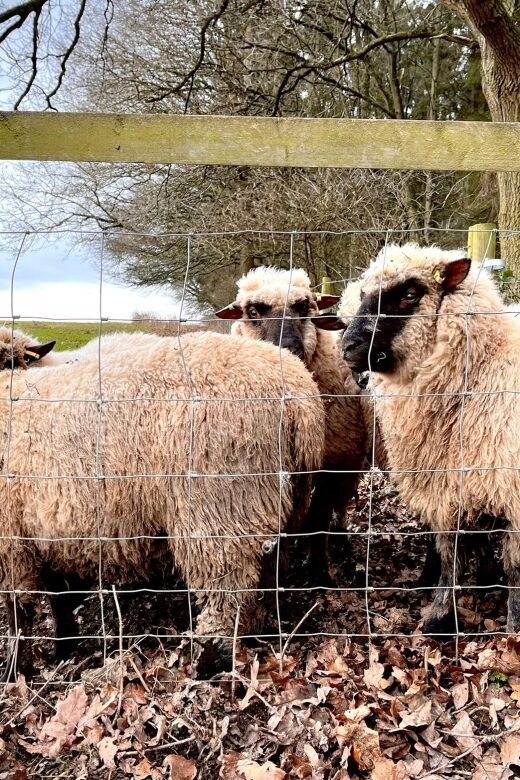 Shropshire: Sheep Trek with the Smallest Sheep in the World - The 20 Minutes Walking Around the Lanes