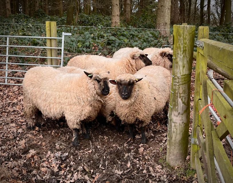 Shropshire: Sheep Trek with the Smallest Sheep in the World - Feeding Time: Provided Sheep Food, Plus Real Treat Magic