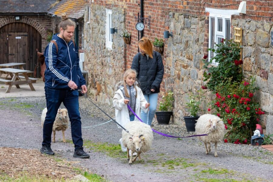 Shropshire: Sheep Trek with the Smallest Sheep in the World - Frankly Alpacas Start: Safety Briefing, Then You’re Moving