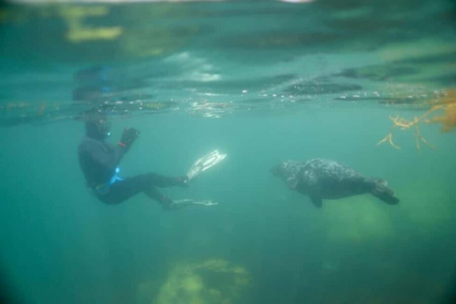 Swim and Snorkel with Seals. Boat Trip Penzance Cornwall - Bluefin tuna, moonfish, and birds: the bonus sightings that lift the whole trip