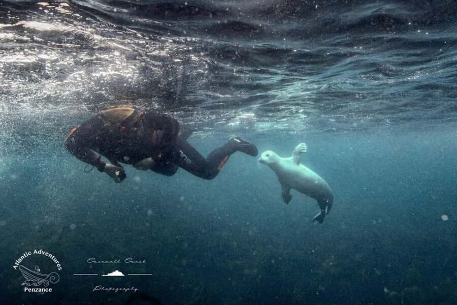 Swim and Snorkel with Seals. Boat Trip Penzance Cornwall - Penzance to Mounts Bay: why this spot works for seals and more
