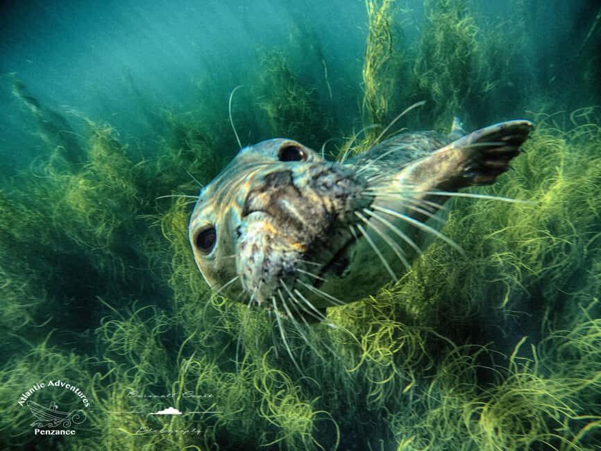 Swim and Snorkel with Seals. Boat Trip Penzance Cornwall - The RHIB ride on Mis Me: fast, scenic, and a little loud