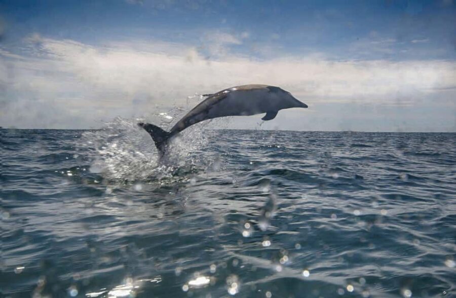 Swim and Snorkel with Seals. Boat Trip Penzance Cornwall - Wildlife spotting along the way: what you’re actually looking for
