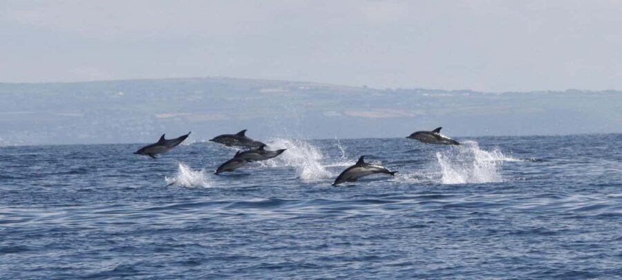 Swim and Snorkel with Seals. Boat Trip Penzance Cornwall - Snorkelling for about an hour: the cold reality check