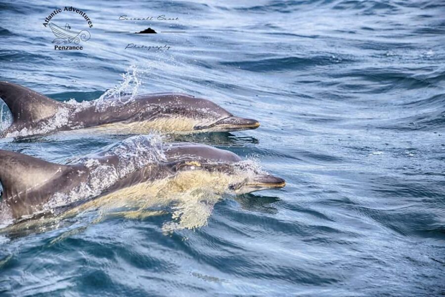 Swim and Snorkel with Seals. Boat Trip Penzance Cornwall - Getting into the water and staying safe with a ladder