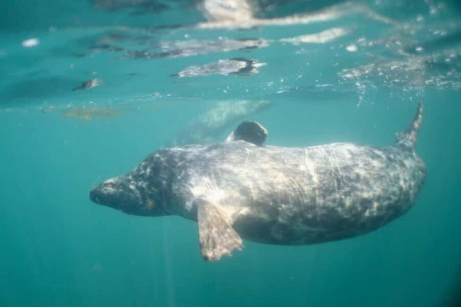 Swim and Snorkel with Seals. Boat Trip Penzance Cornwall - Seals up close: what that curiosity feels like