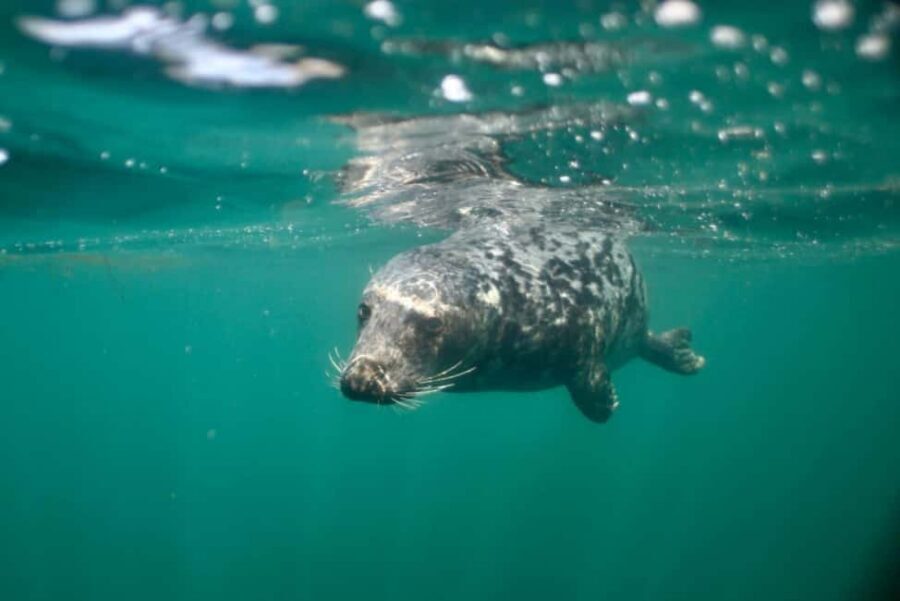 Swim and Snorkel with Seals. Boat Trip Penzance Cornwall - When conditions get choppy: how to judge the day on arrival