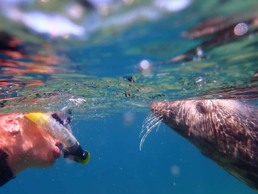 Swim and Snorkel with Seals. Boat Trip Penzance Cornwall - Finding the boats and getting on the water in time