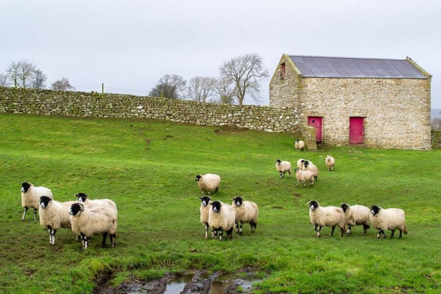 The Yorkshire Dales Tour from York - Wensleydale and Swaledale valleys: the best driving views in a single day