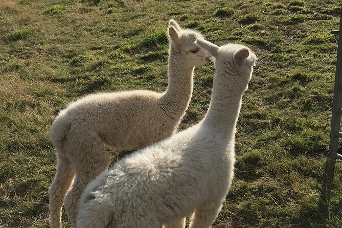 Walking with Alpacas - The meet-and-greet moment: calm animals and easy photo time