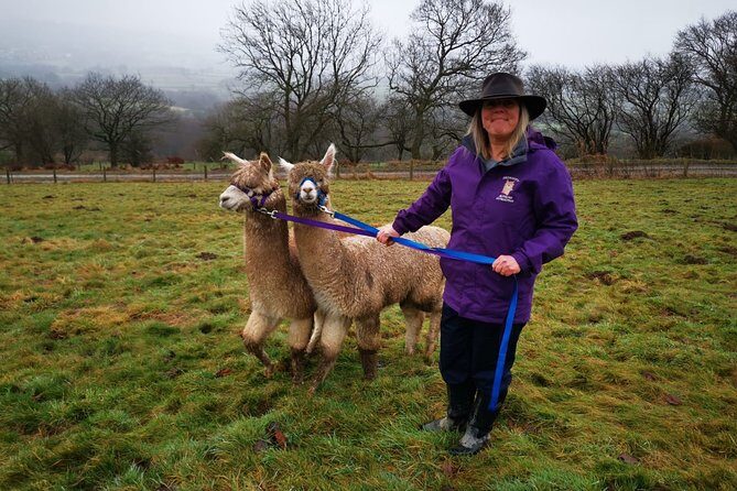 Walking with Alpacas - Views around Llandrindod Wells: where scenery fits into a short tour