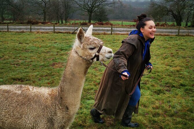 Walking with Alpacas - The alpaca story: small learning moments that add meaning