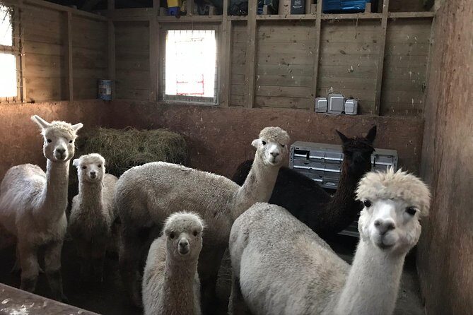 Walking with Alpacas - Price and value: is $41.12 worth 90 minutes?