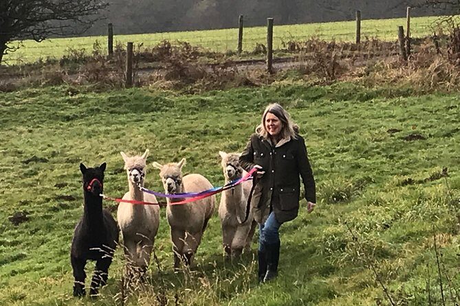 Walking with Alpacas - Who should book Walking with Alpacas?