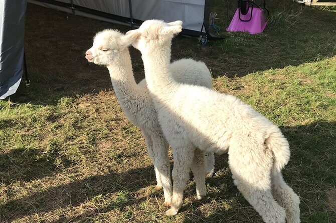 Walking with Alpacas - Walking the farm paths: mud, uneven ground, and the best footwear
