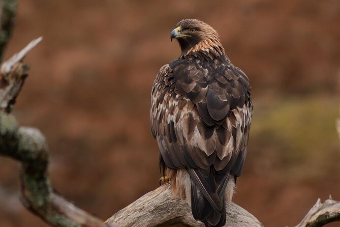Wildlife Watching Safari by Vehicle & Walks / Photography workshops with a Guide - The 4-Hour Flow: How the Timing Helps Wildlife (Not Just Your Schedule)
