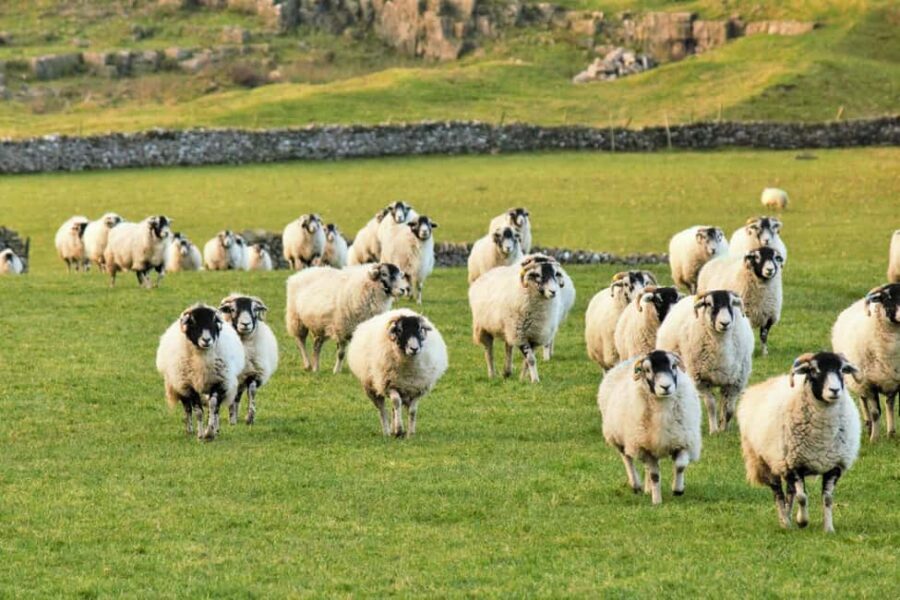 York: "All Creatures Great and Small" Yorkshire Dales Tour - Wensleydale and Swaledale: Old-Series Filming Country Meets a Cheese Stop