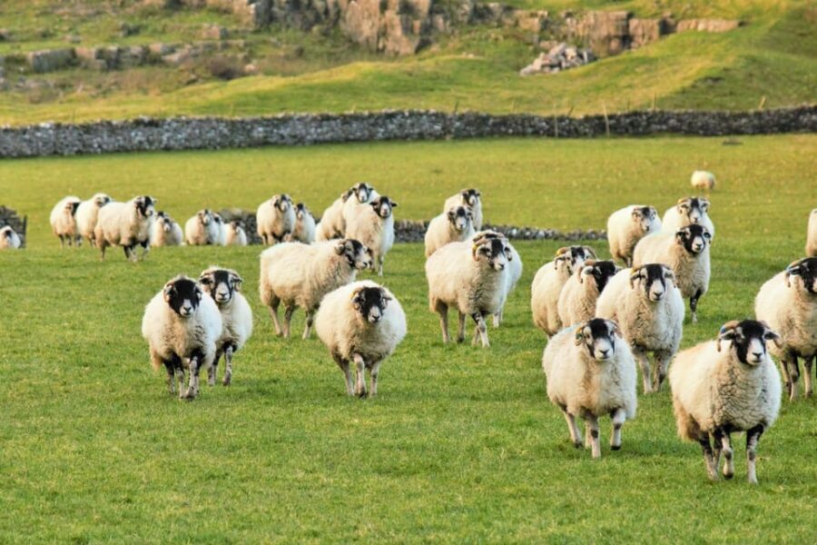 York: "All Creatures Great and Small" Yorkshire Dales Tour - Carperby Honeymoon Vibe and Askrigg’s Drovers Arms