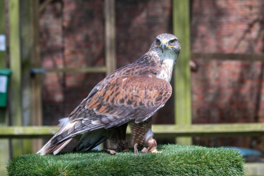 York: Entry to York bird of prey centre - Key highlights you’ll actually care about