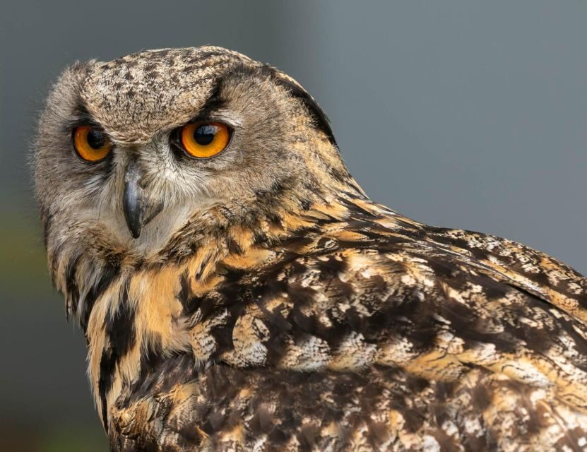 York: Entry to York bird of prey centre - Café breaks and kids’ energy: how the site supports a full visit