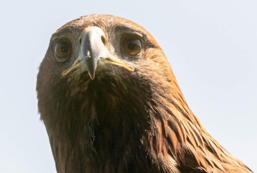 York: Entry to York bird of prey centre - Price and value: what $14.82 buys you in real terms