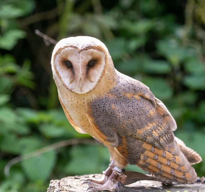 York: Entry to York bird of prey centre - Weather, animal welfare, and expectations you can hold