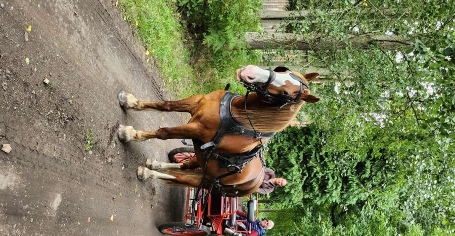 York: Horse Drawn Carriage Ride Around the Countryside York - Wildlife Chances: Deer and Buzzards in the Right Places