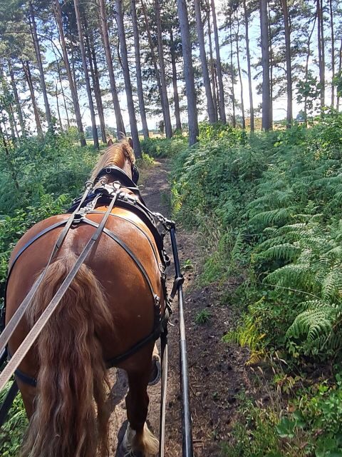 York: Horse Drawn Carriage Ride Around the Countryside York - Where You Meet: Unit 3 The Garth in Skipwith
