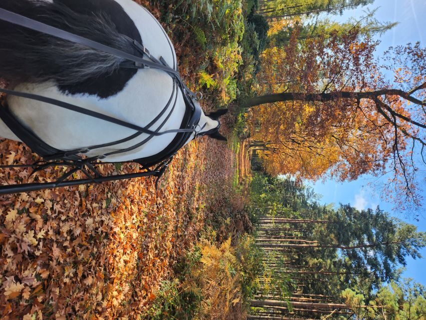 York: Horse Drawn Carriage ride & Cream Tea - Private group value: is $141 a good deal?