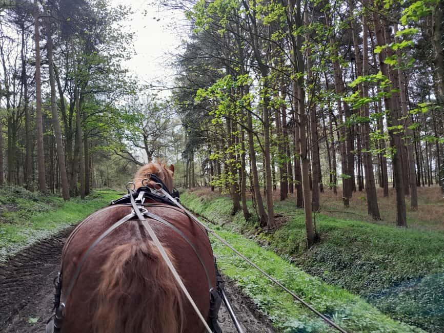 York: Private Horse-Drawn Carriage Ride and Afternoon Tea - Who This Experience Fits Best