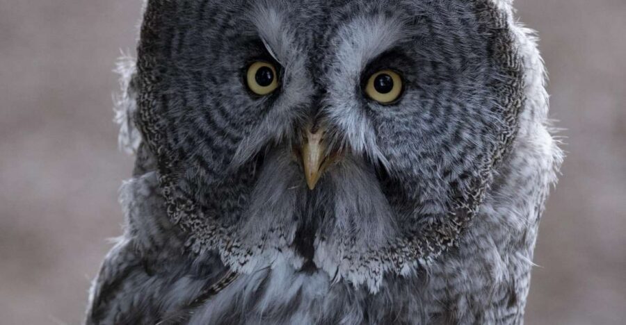 York: York Bird of Prey Centre Entry Ticket - Key points before you go