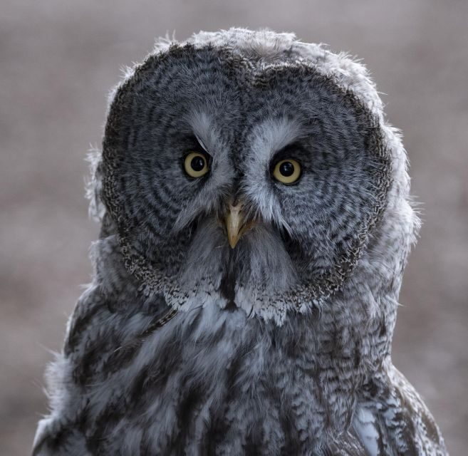 York: York Bird of Prey Centre Entry Ticket - York Bird of Prey Centre entry ticket: what you’re really buying