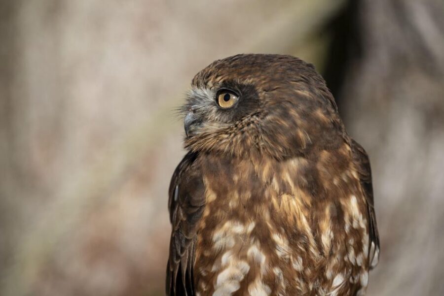 York: York Bird of Prey Centre Entry Ticket - Your day inside: how the experience moves