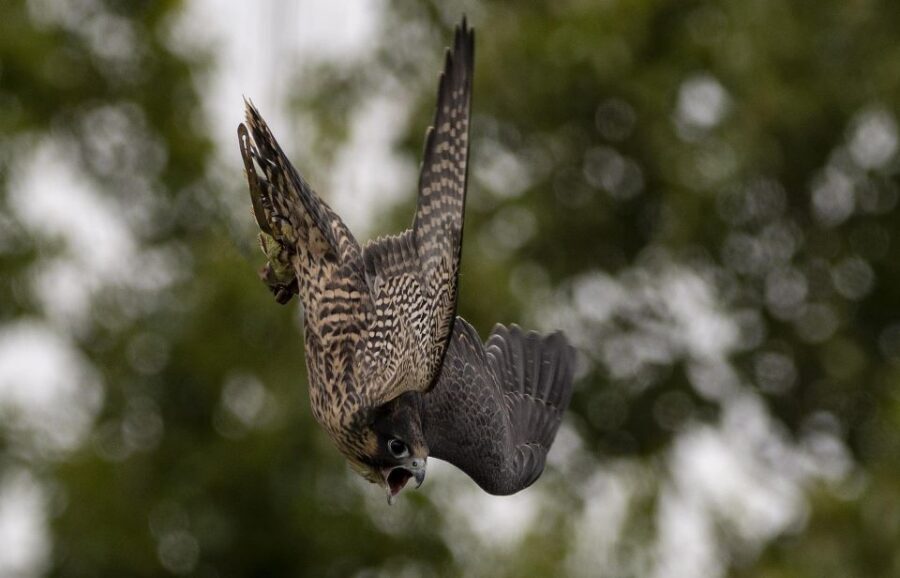 York: York Bird of Prey Centre Entry Ticket - Getting there and making the day flow (10:30 to 5:00)